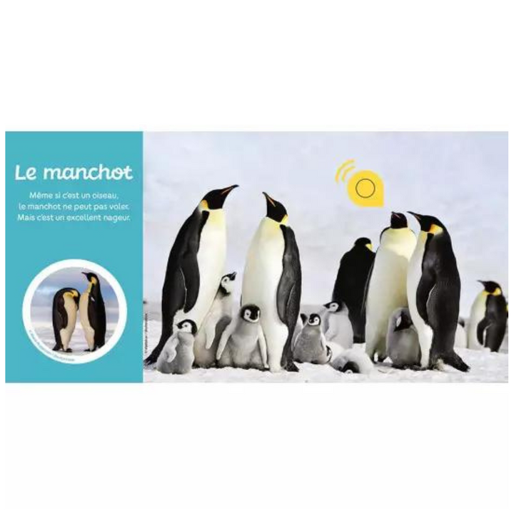 Mes premiers sonores - Les animaux du froid