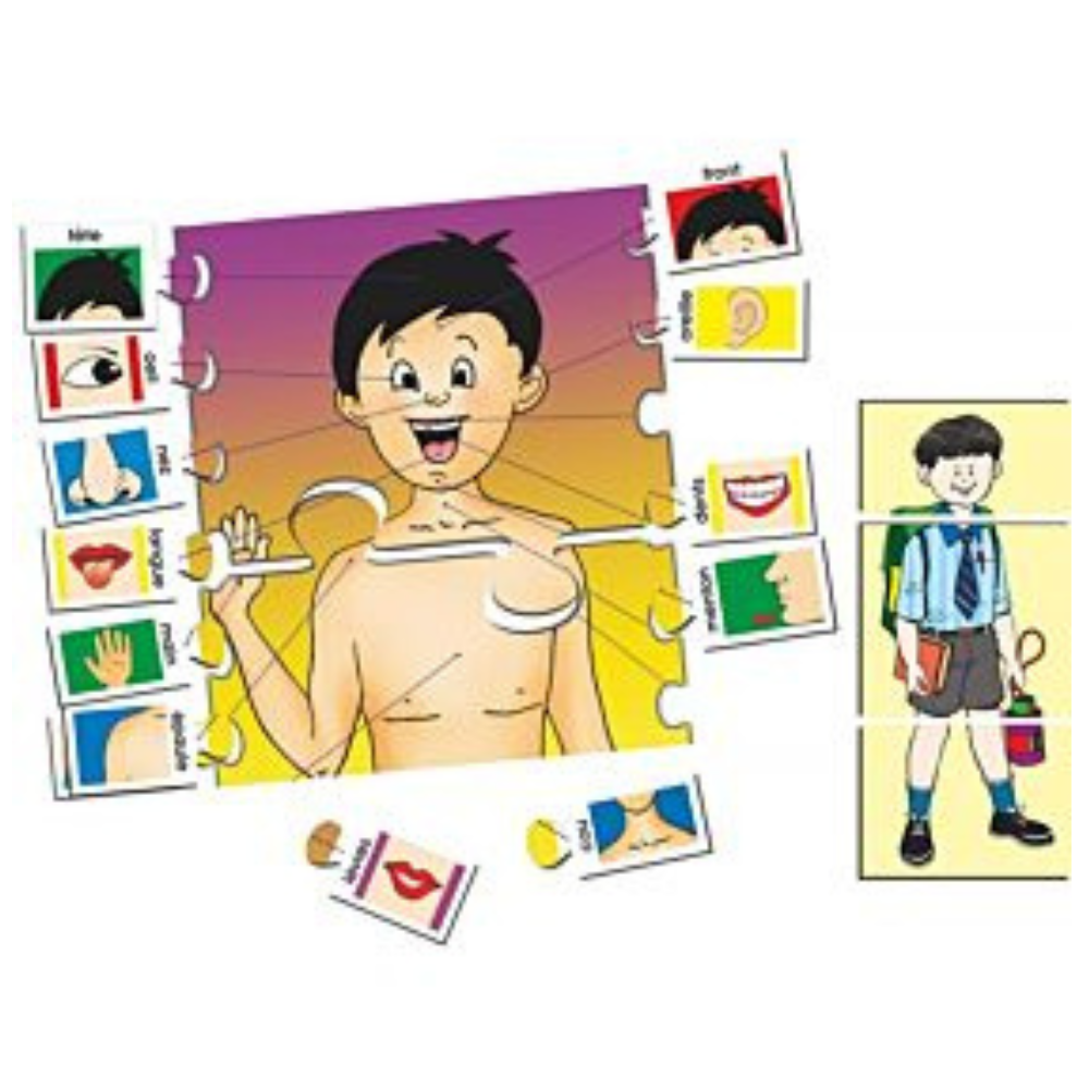 Les parties du corps