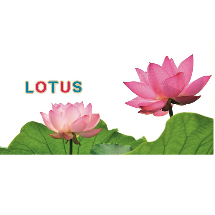 Mon imagier – Nouvelle édition 75 mots à lire dès 3 ans