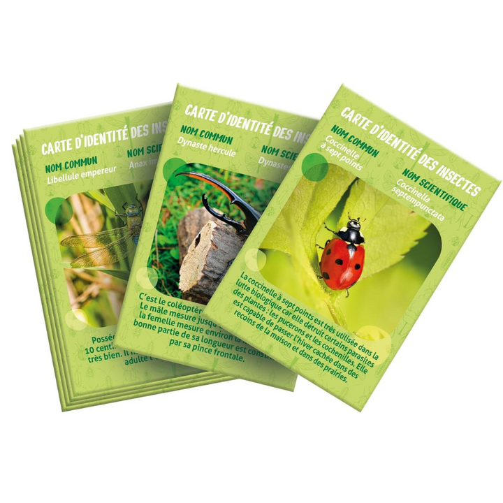 La Maison des Insectes