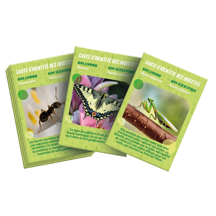 La Maison des Insectes