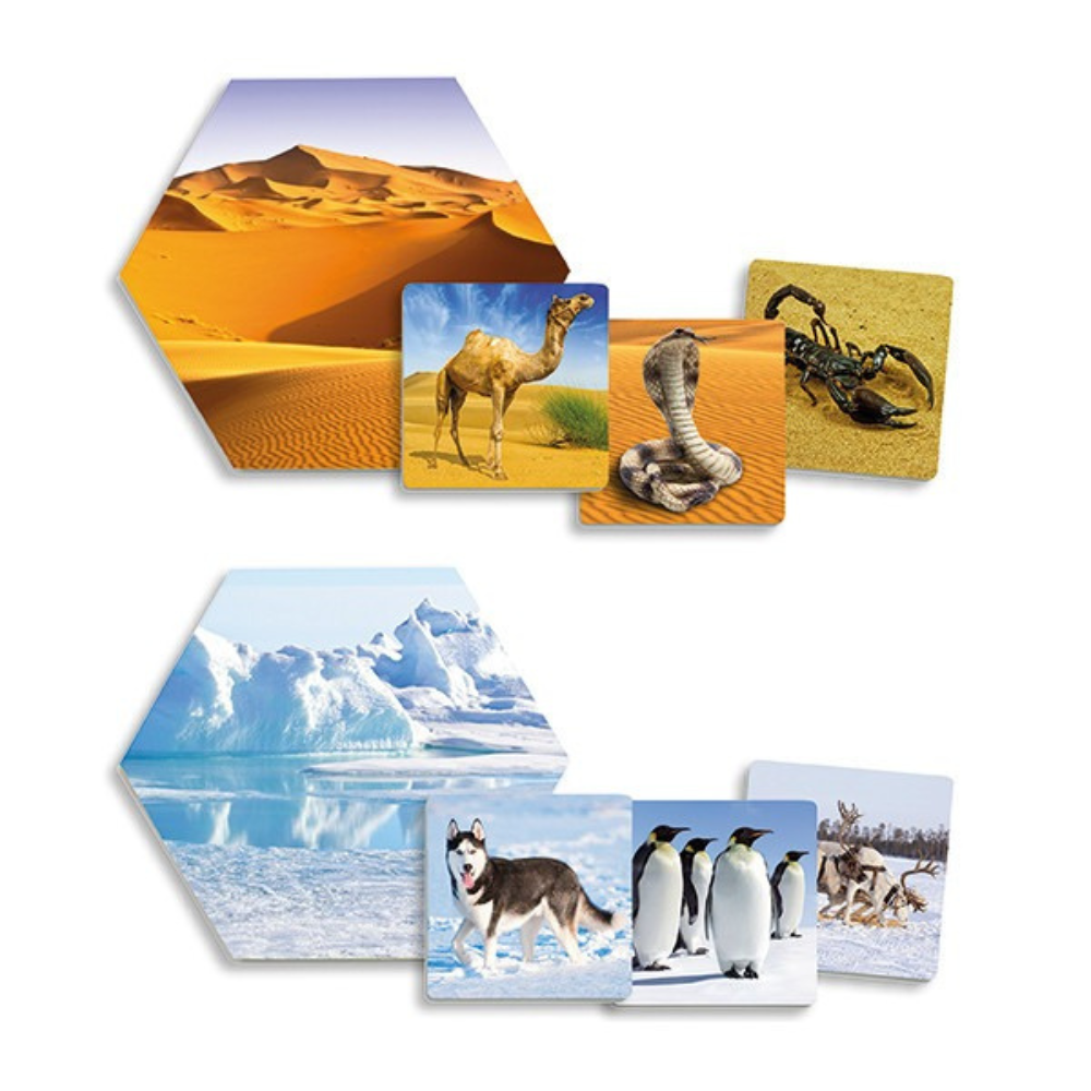 Où les animaux vivent-ils ? – Jeu éducatif d'association des habitats naturels - 6 - Eveil Montessori Maroc