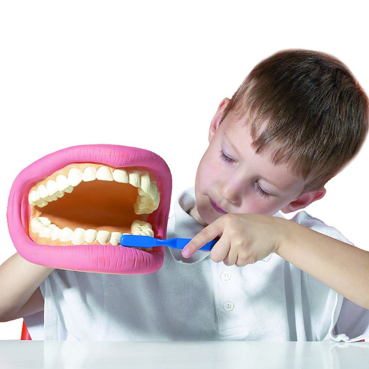 Bouche Géante - Modèle de soin dentaire