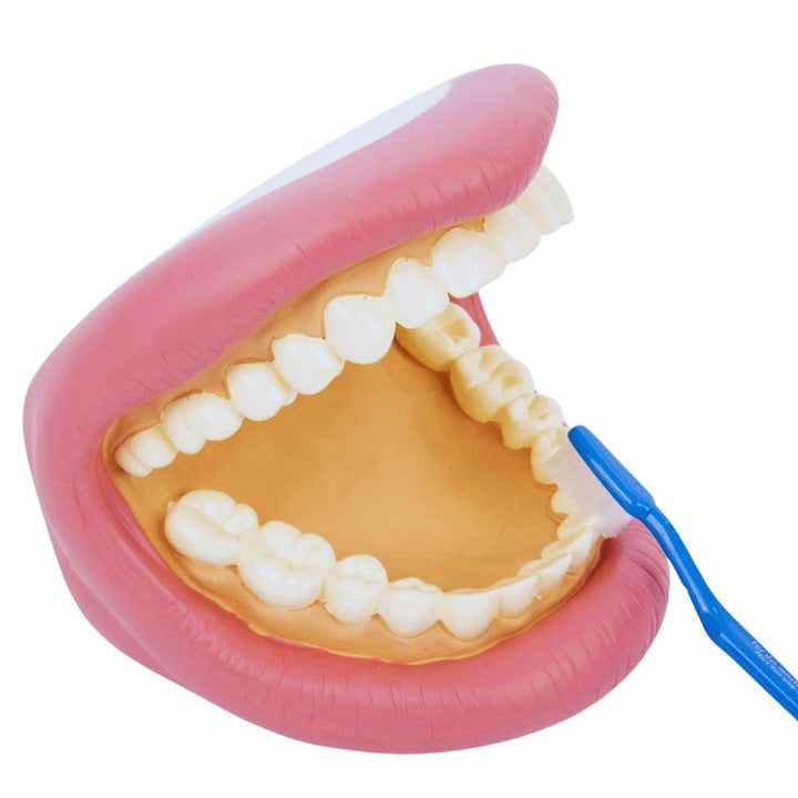 Bouche Géante - Modèle de soin dentaire