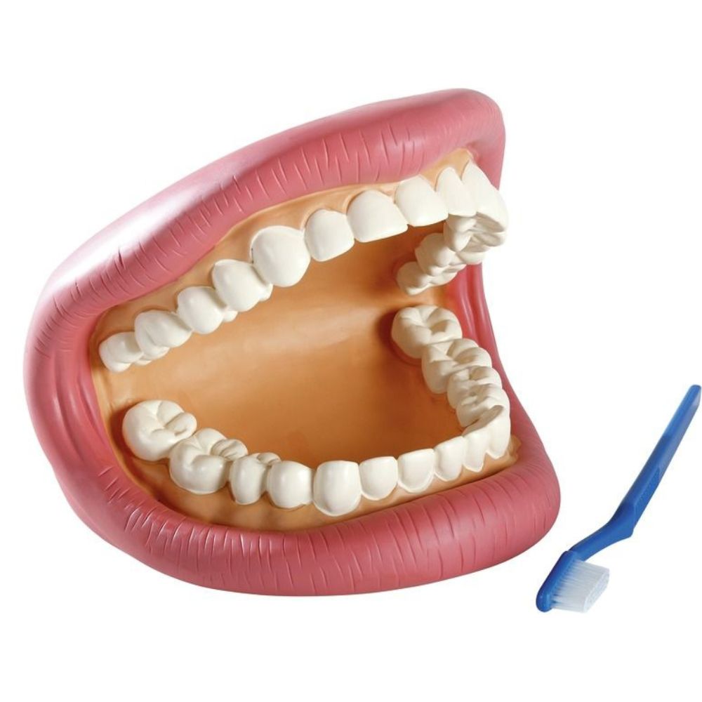 Bouche Géante - Modèle de soin dentaire