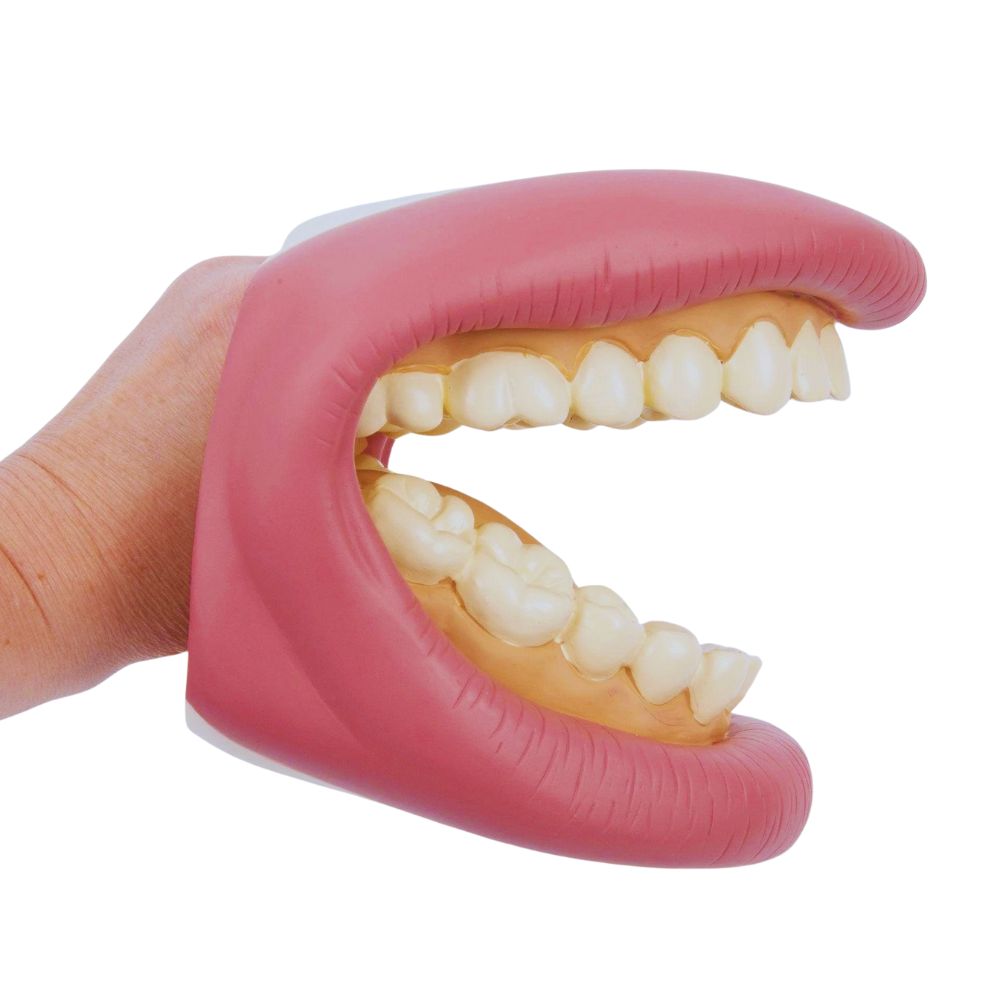 Bouche Géante - Modèle de soin dentaire