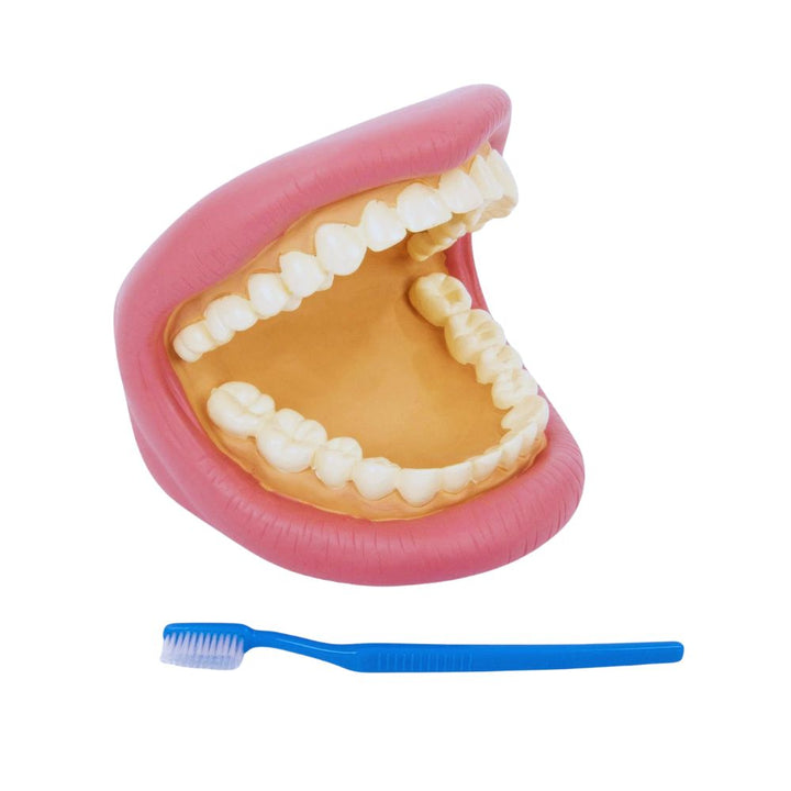 Bouche Géante - Modèle de soin dentaire
