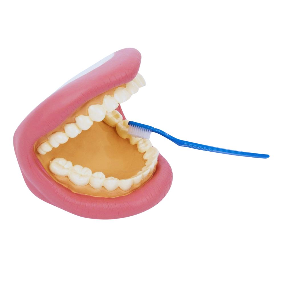 Bouche Géante - Modèle de soin dentaire
