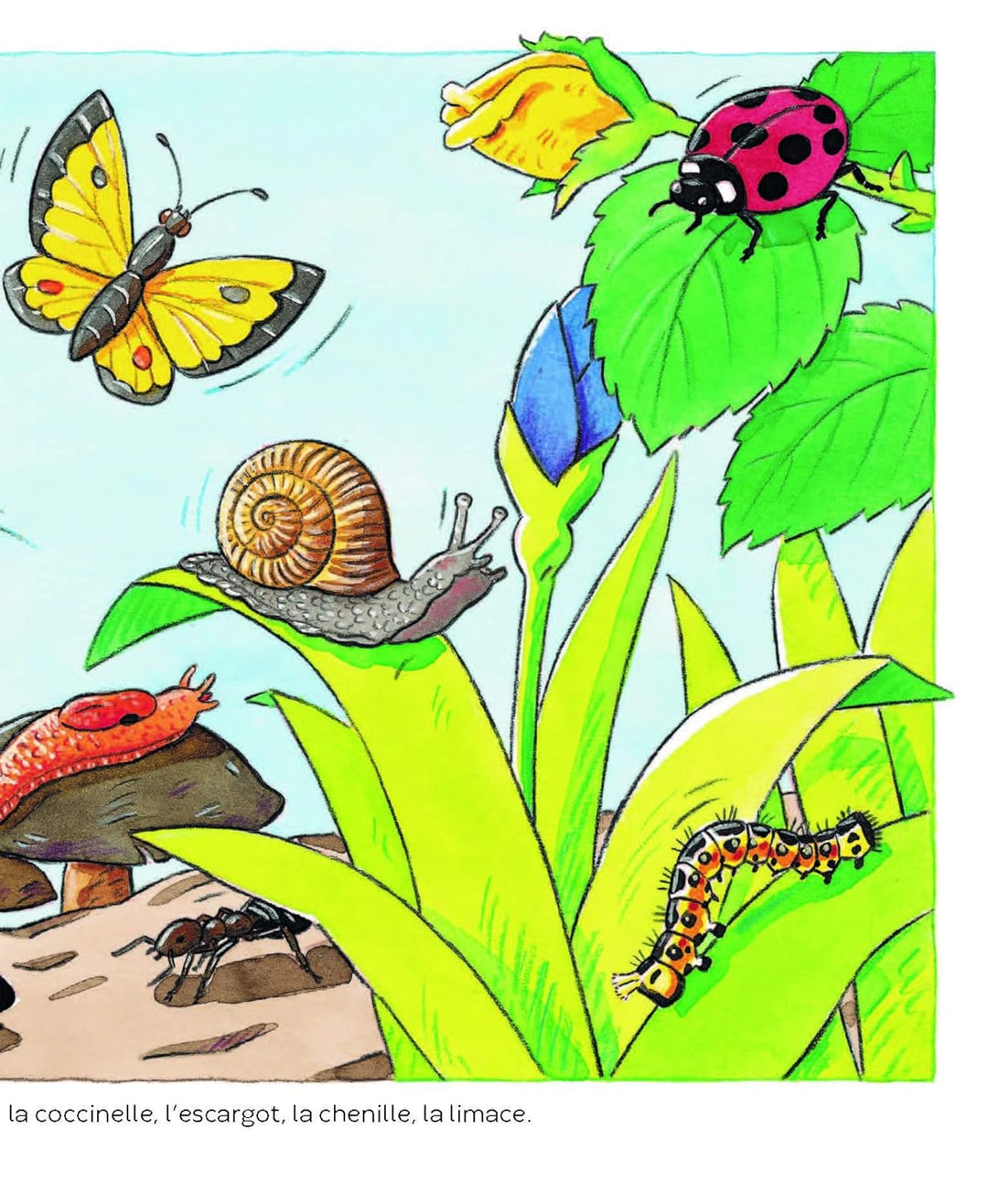 L’imagerie des tout-petits : Les animaux