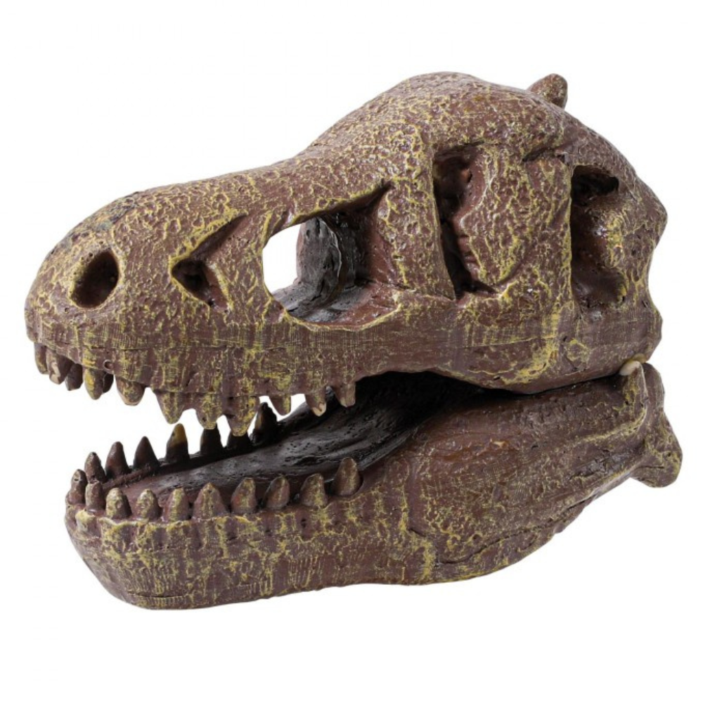 Crâne de dinosaure de musée – T-Rex