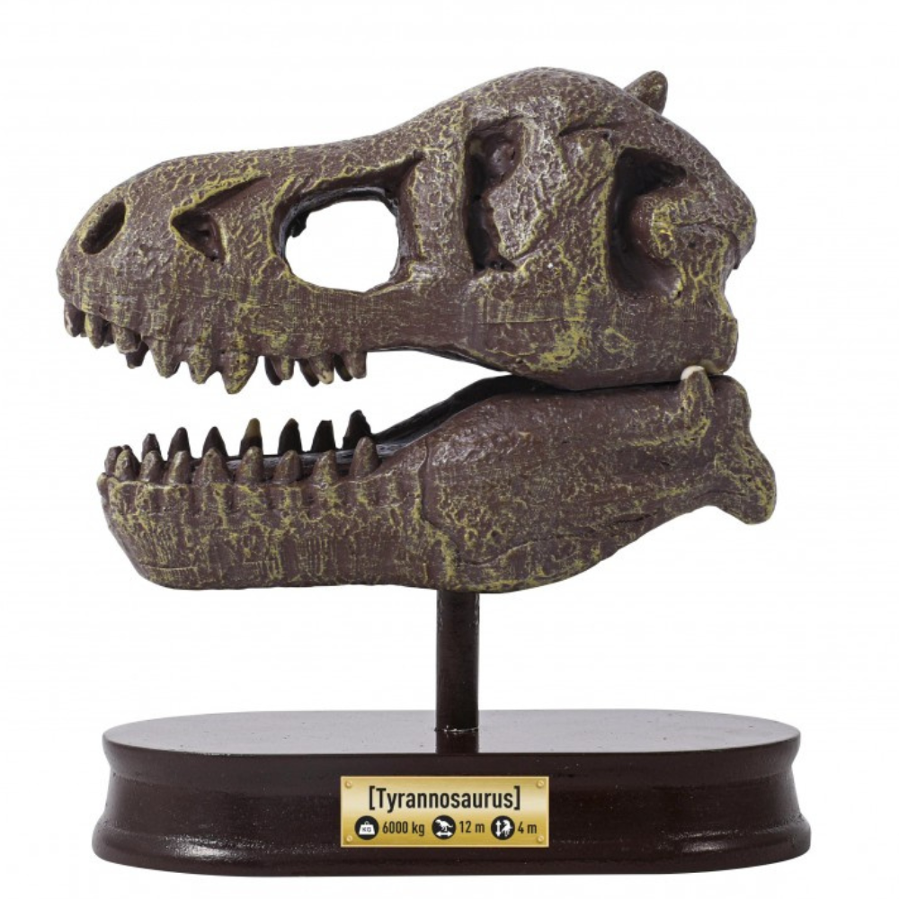 Crâne de dinosaure de musée – T-Rex