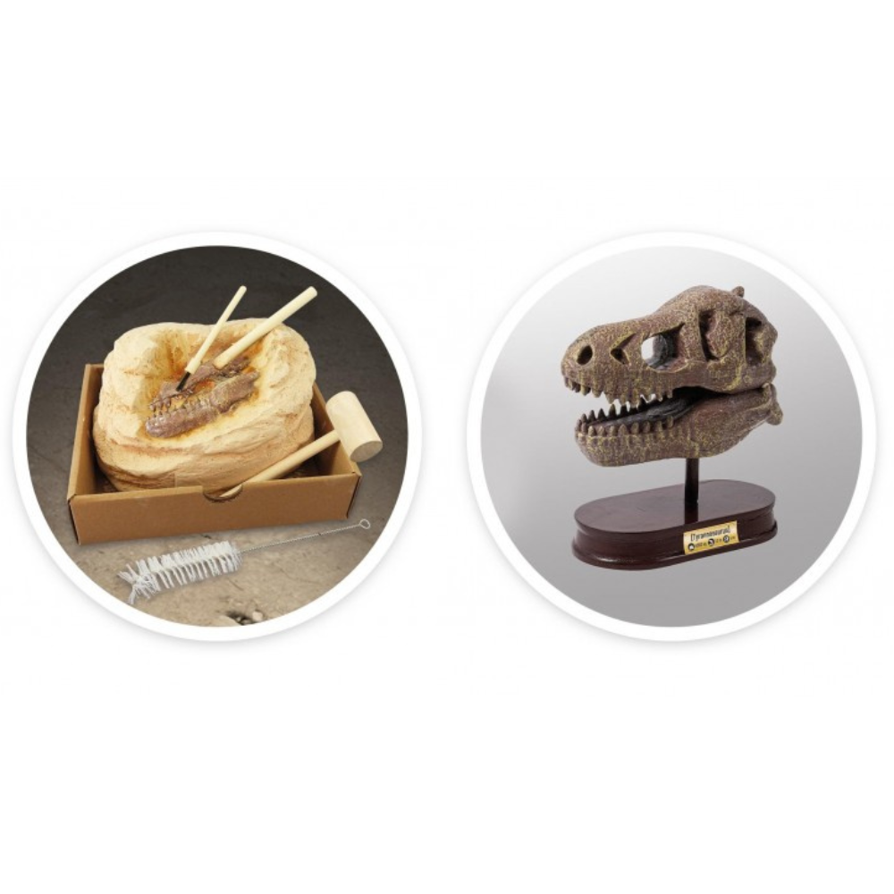 Crâne de dinosaure de musée – T-Rex