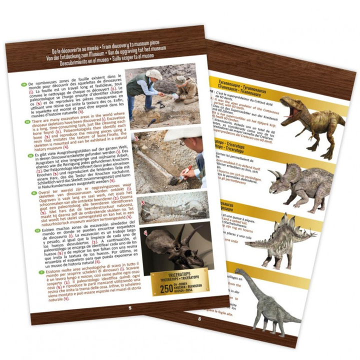 Crâne de dinosaure de musée – T-Rex