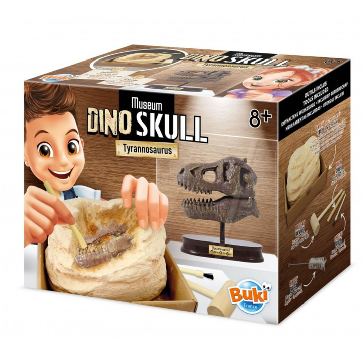 Crâne de dinosaure de musée – T-Rex