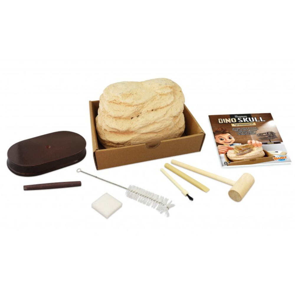 Crâne de dinosaure de musée – T-Rex