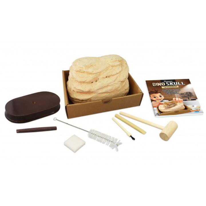 Crâne de dinosaure de musée – T-Rex