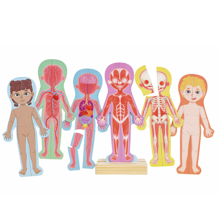 Puzzle aimanté - assemble le corps humain