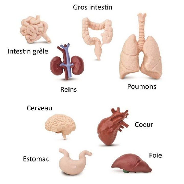 Figurines des Organes Humains