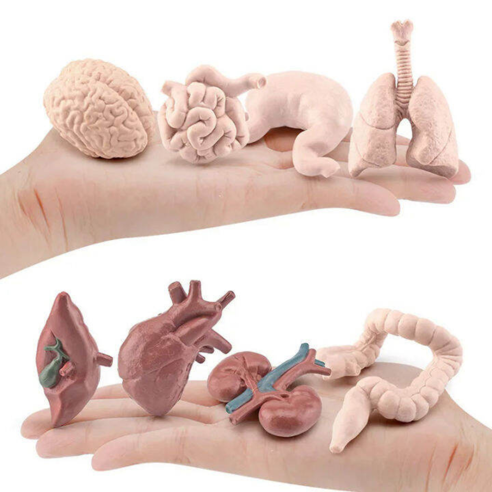 Figurines des Organes Humains