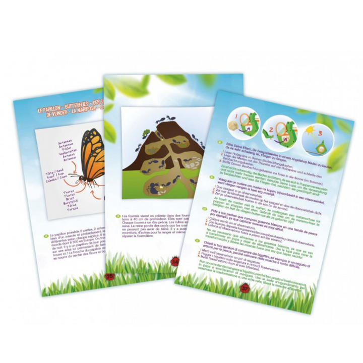 Kit d'exploration d'insectes