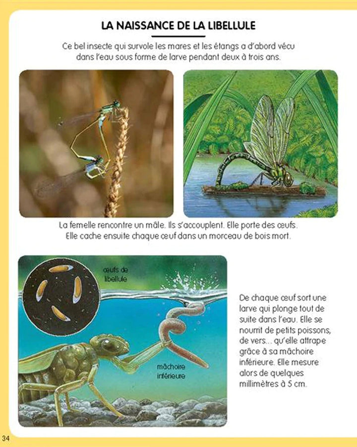 L’imagerie de la forêt