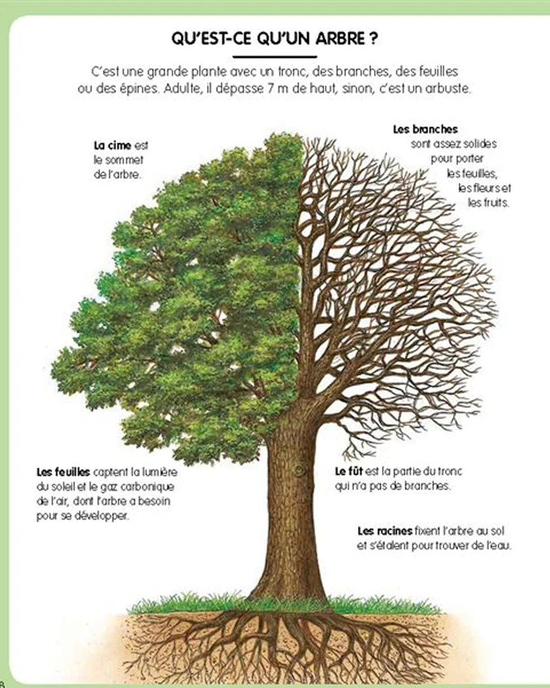 L’imagerie de la forêt