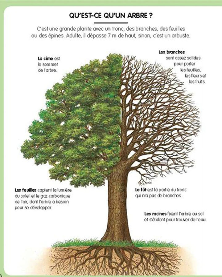 L’imagerie de la forêt