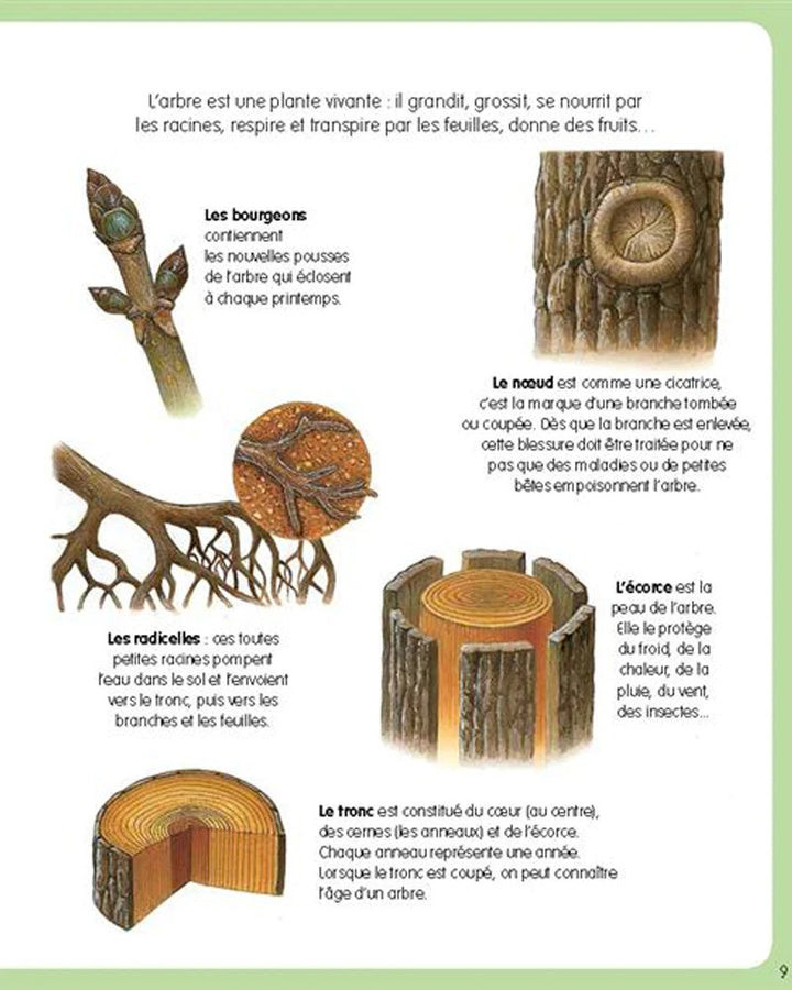 L’imagerie de la forêt