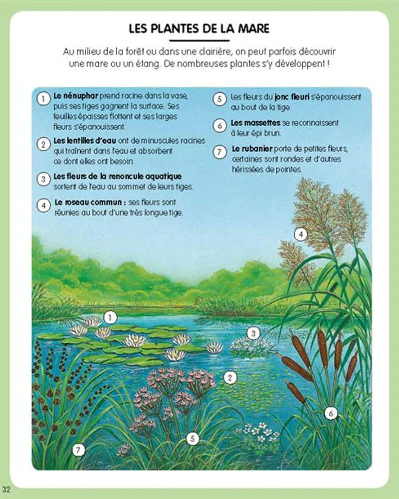 L’imagerie de la forêt