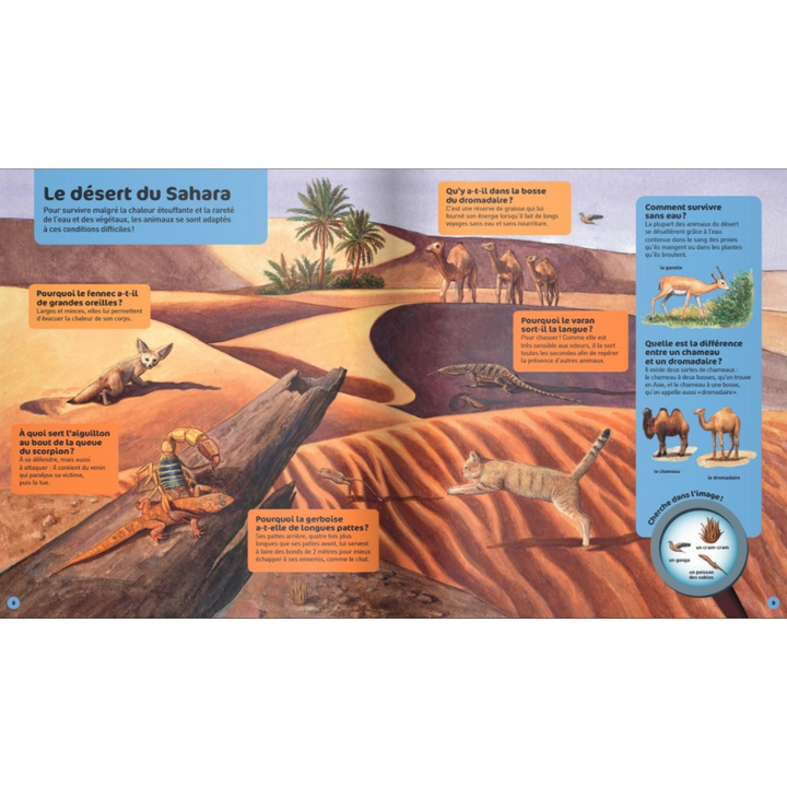 Les animaux sauvages - Questions/Réponses