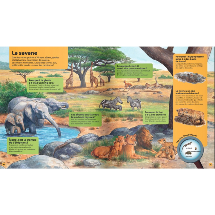 Les animaux sauvages - Questions/Réponses