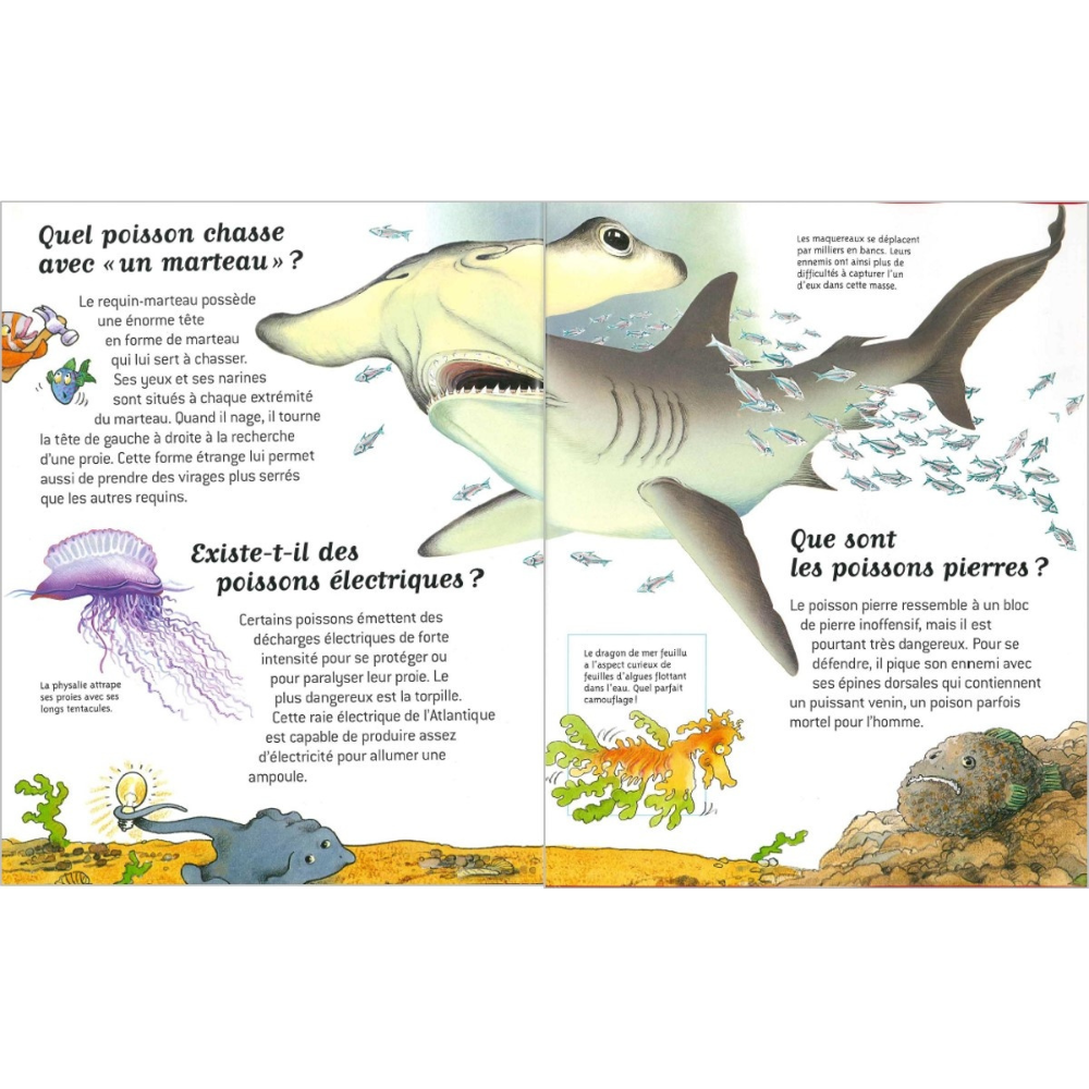Mers et océans - Questions/Réponses - Dès 7 ans