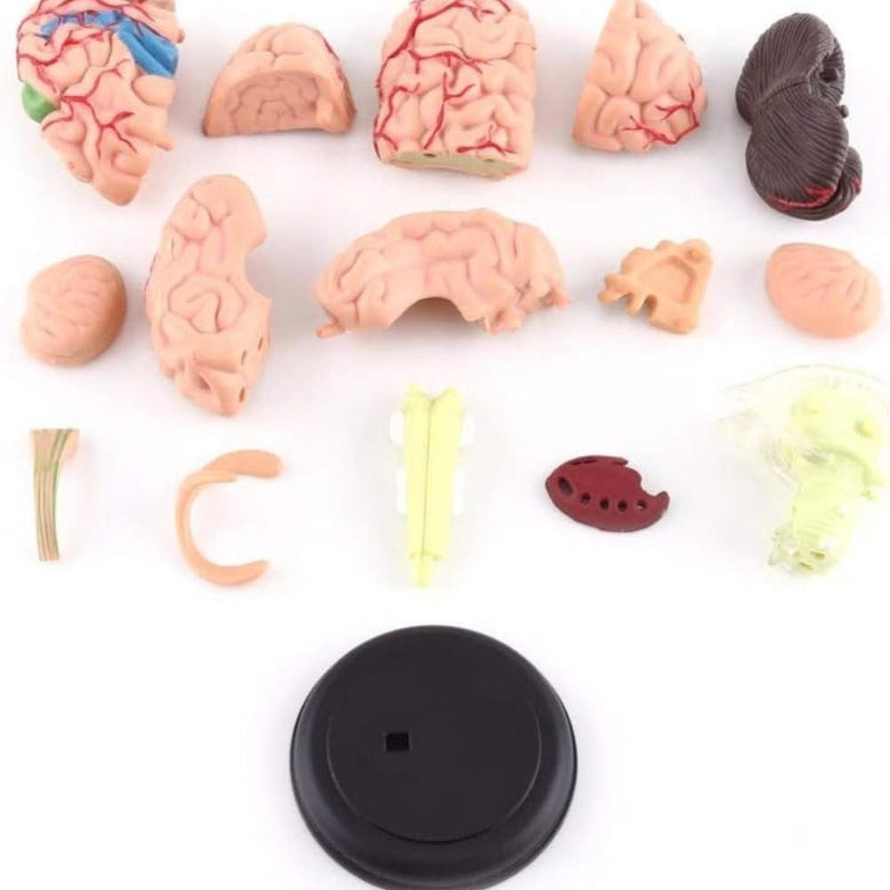 Modèle anatomique 4D du cerveau humain – Modèle démontable - Petit format - 2 - Eveil Montessori Maroc