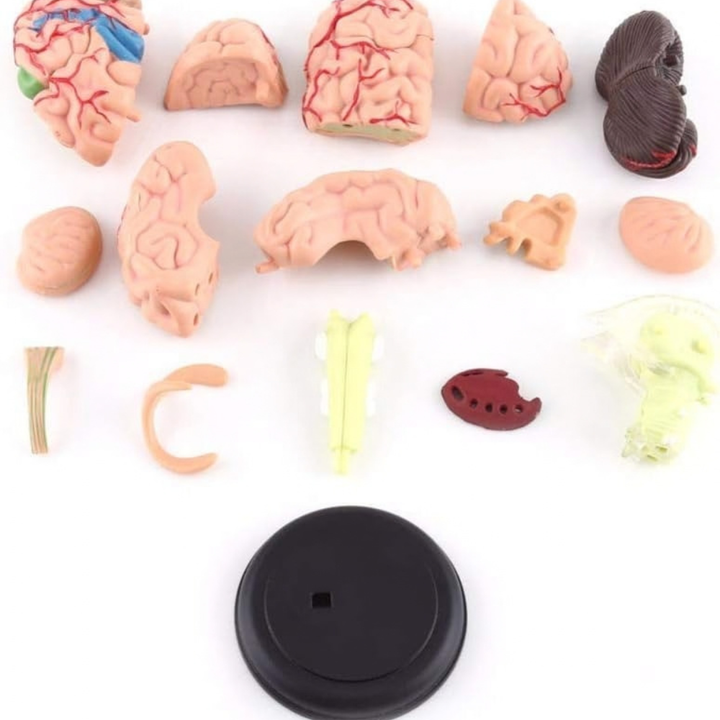 Modèle anatomique 4D du cerveau humain – Modèle démontable - Petit format - 2 - Eveil Montessori Maroc