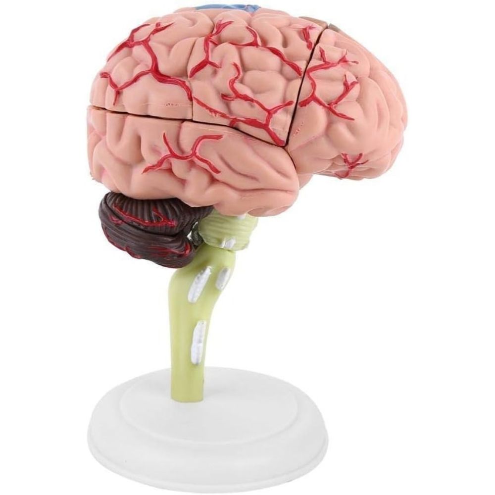 Modèle anatomique 4D du cerveau humain – Modèle démontable - Petit format - 3 - Eveil Montessori Maroc