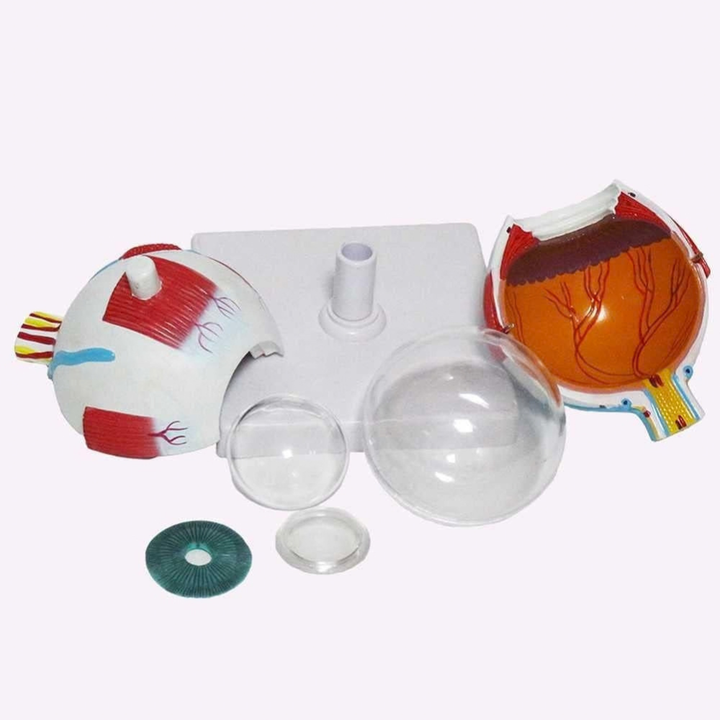 Modèle anatomique de l’Oeil Humain (6 parties) - 4 - Eveil Montessori Maroc