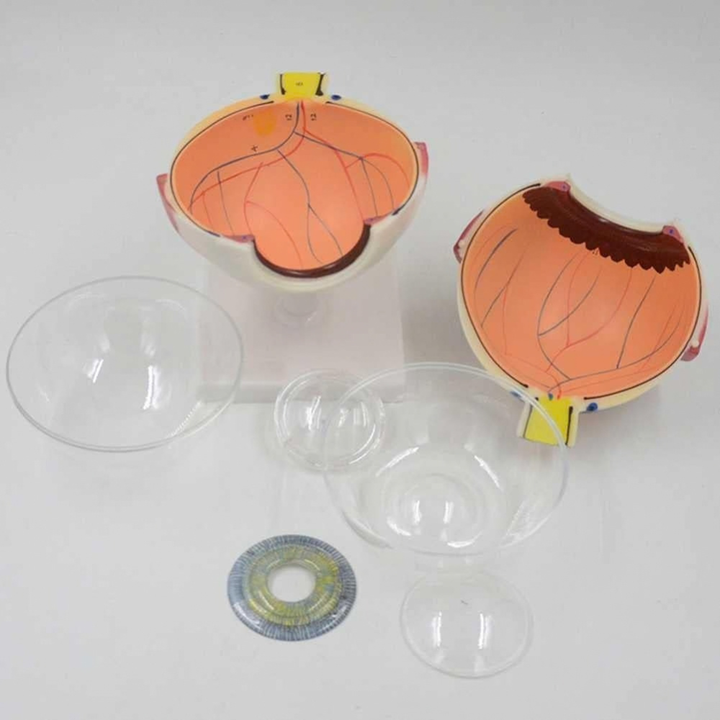 Modèle anatomique de l’Oeil Humain (6 parties) - 2 - Eveil Montessori Maroc