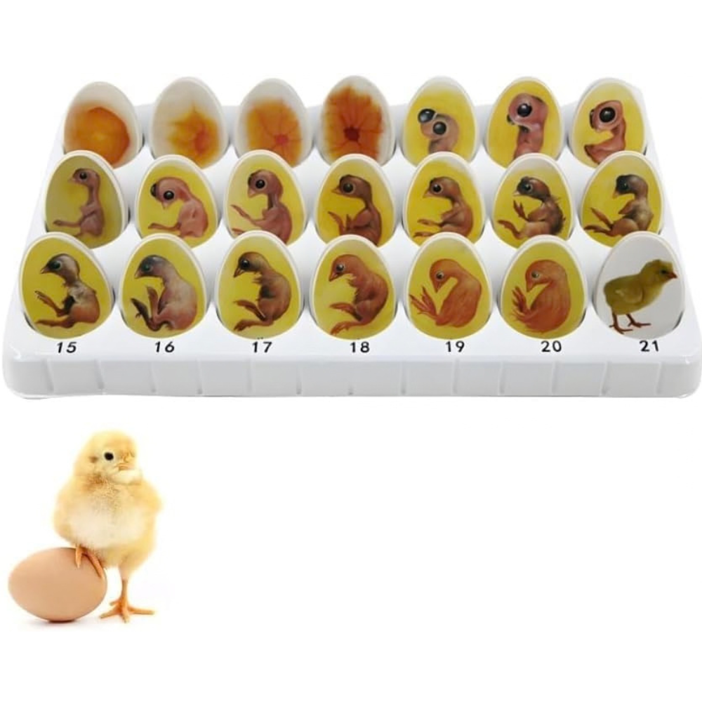 Modèle de croissance d'embryon de poussin : 21 oeufs - 4 - Eveil Montessori Maroc