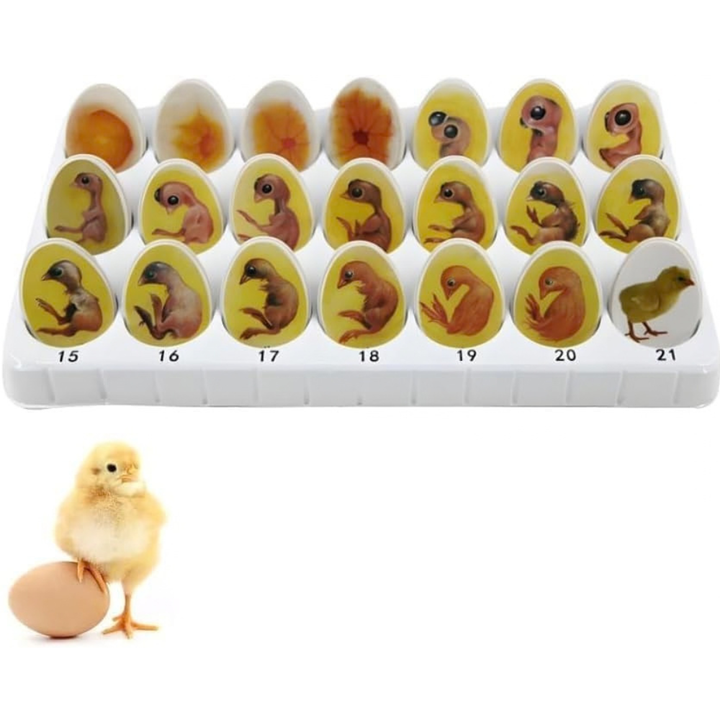 Modèle de croissance d'embryon de poussin : 21 oeufs - 4 - Eveil Montessori Maroc
