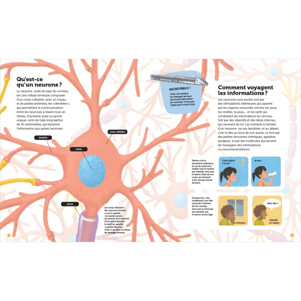Mon cerveau - Questions/Réponses - doc dès 7 ans