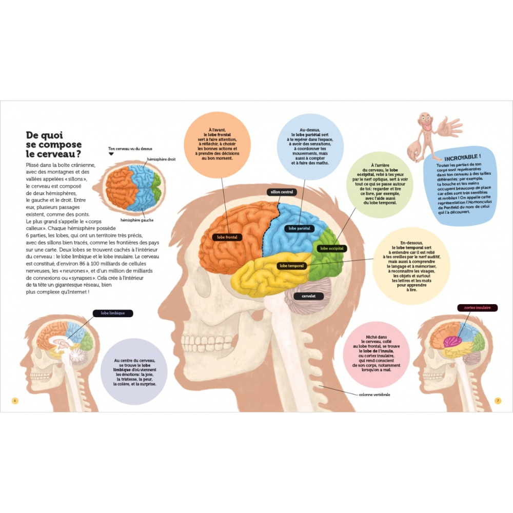 Mon cerveau - Questions/Réponses - doc dès 7 ans