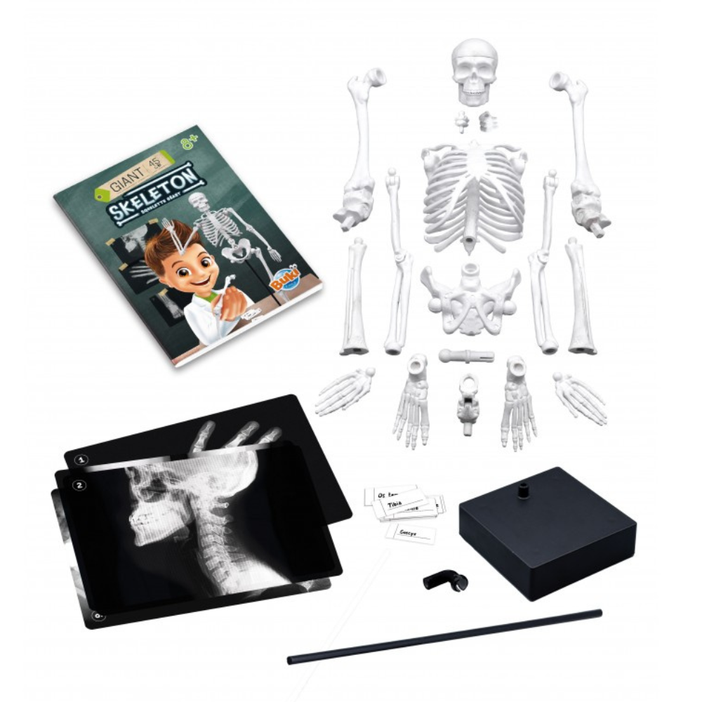Squelette 45 cm