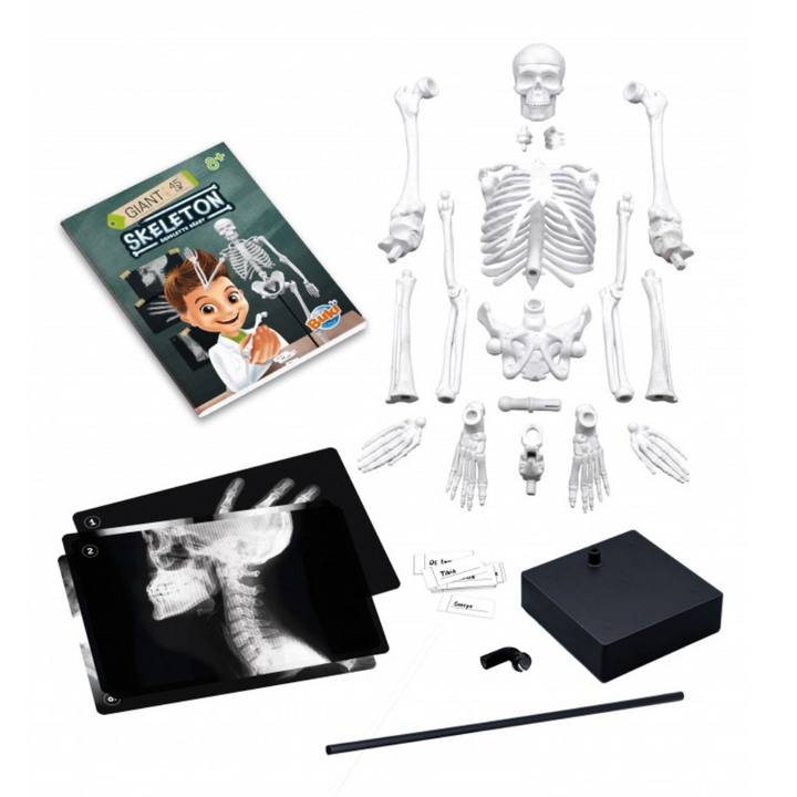 Squelette 45 cm
