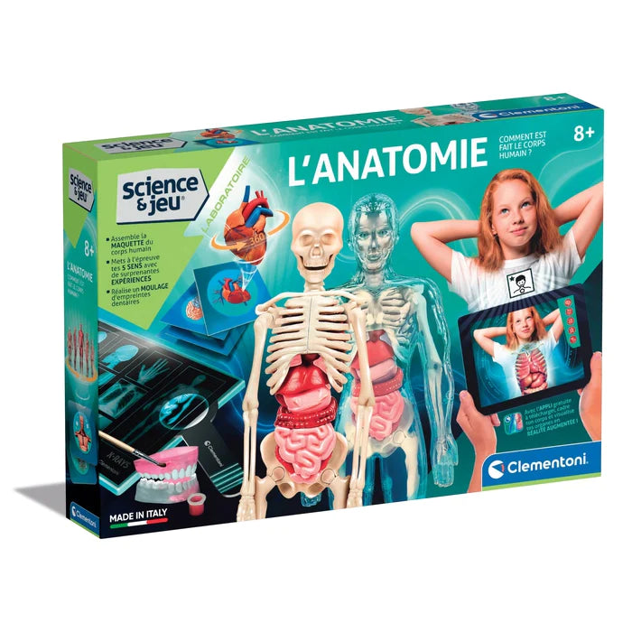L'anatomie