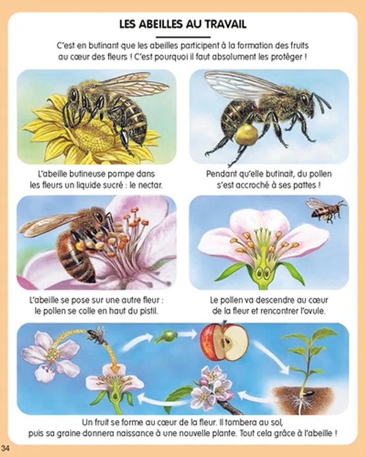 L’imagerie de la nature