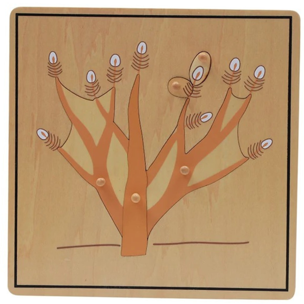 Puzzle de la racine - 1 - Eveil Montessori Maroc