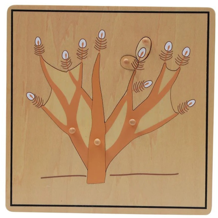 Puzzle de la racine - 1 - Eveil Montessori Maroc