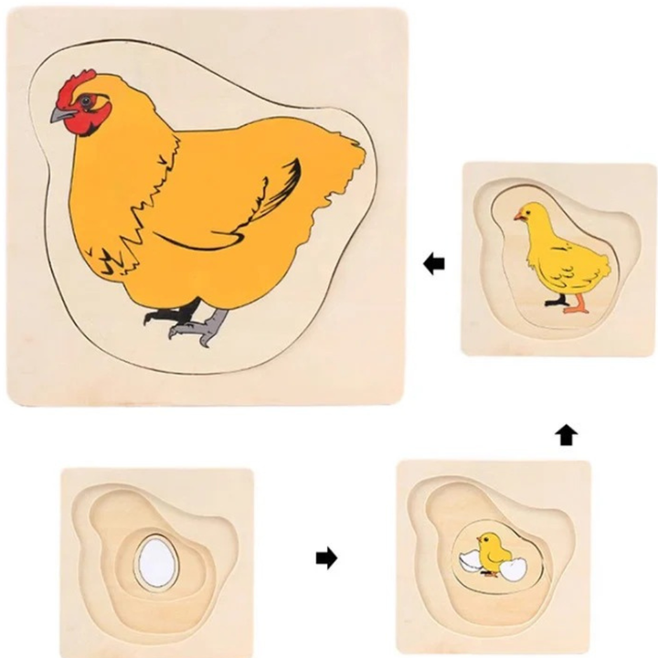 Puzzle cycle de vie de la poule