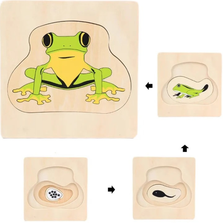 Puzzle cycle de vie de la grenouille