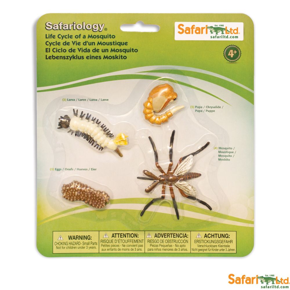 cycle de vie d'un moustique - Eveil Montessori Maroc